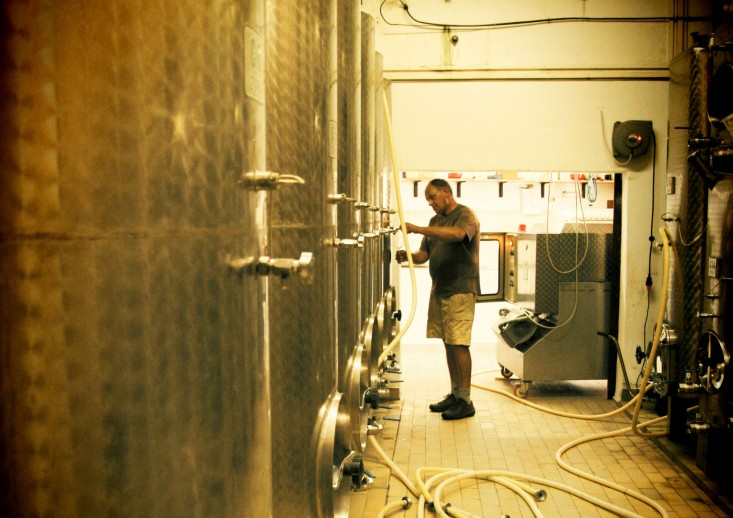 Buteljke Vina Zgonik - Vipavska dolina